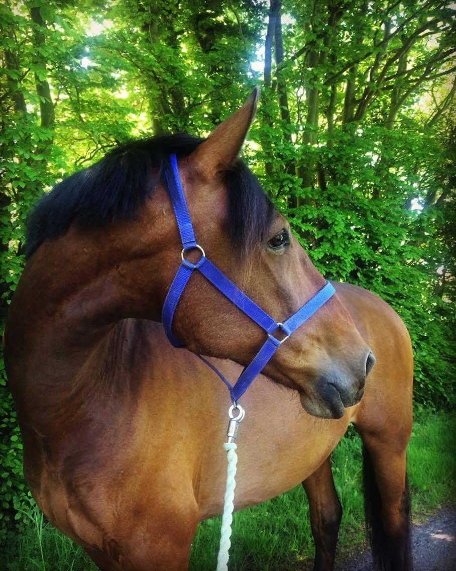 Anden særlig race Comino billede 10