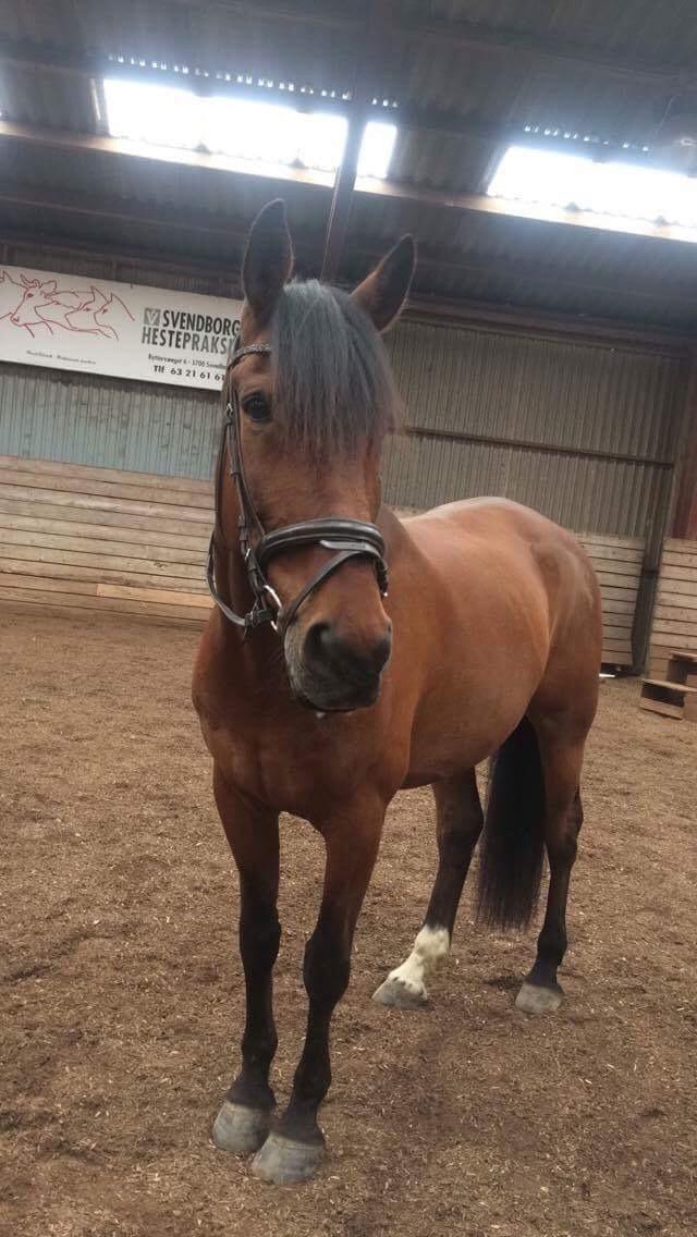 Anden særlig race Comino billede 12