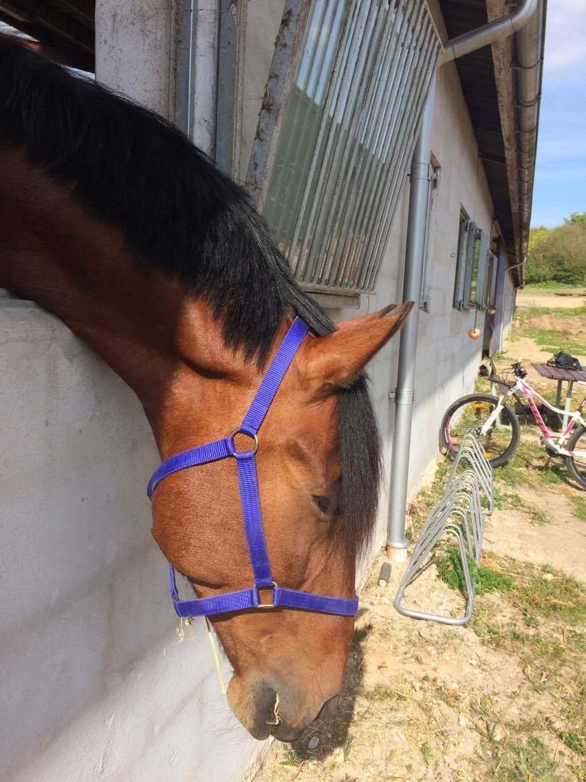 Anden særlig race Comino billede 11