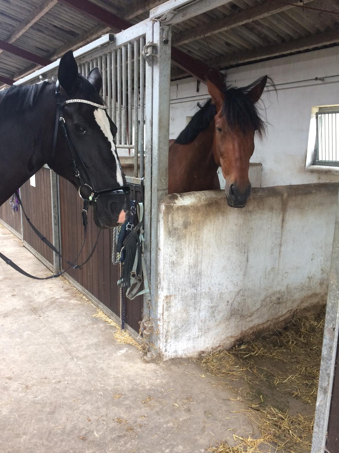 Anden særlig race Comino billede 13