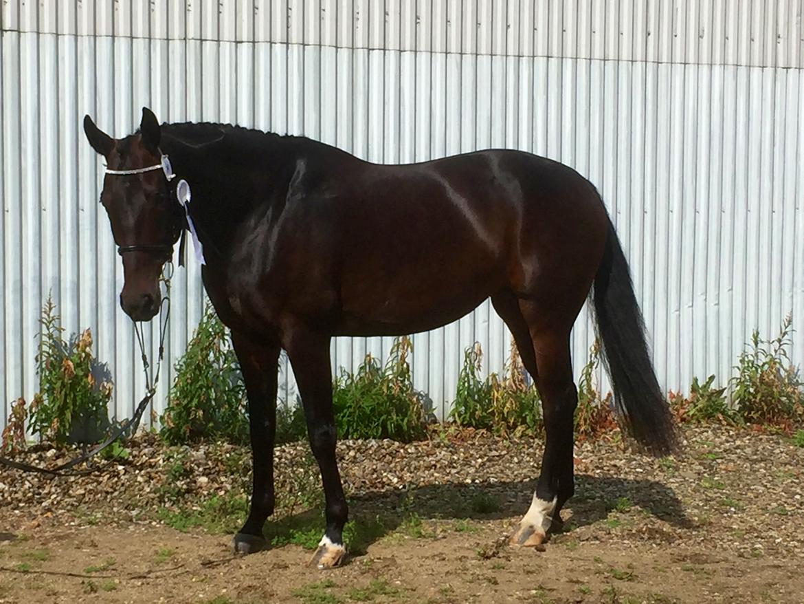 Dansk Varmblod Madel juan billede 5