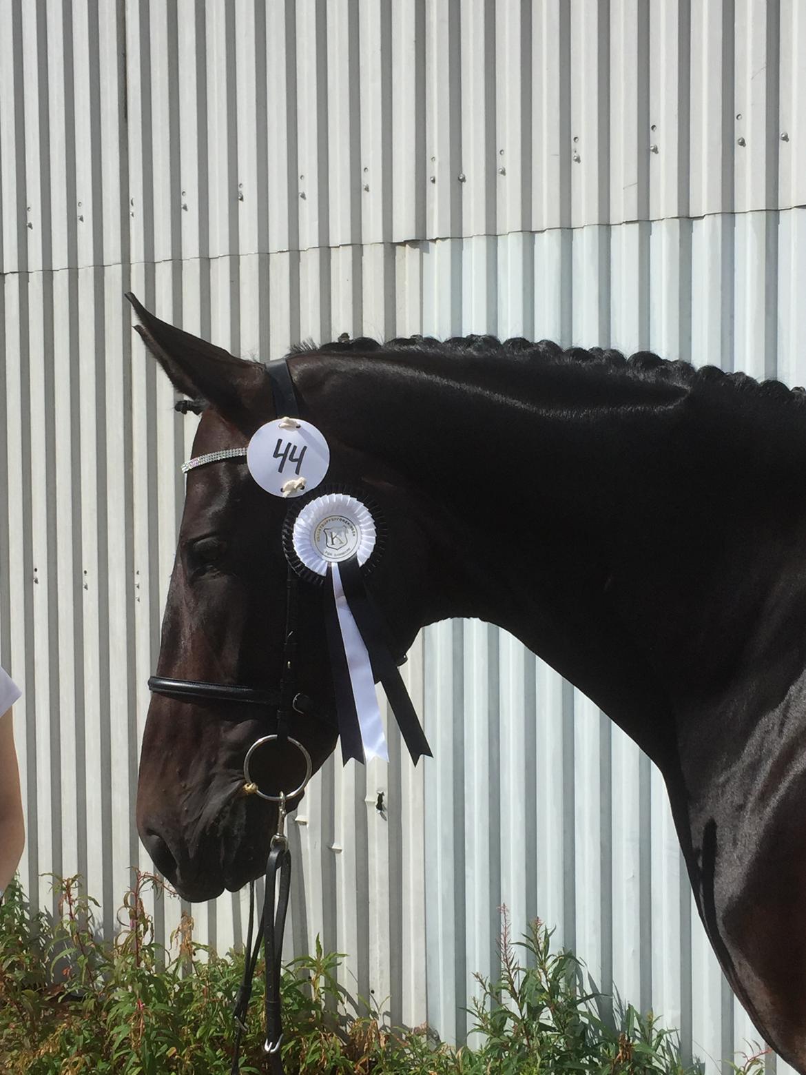 Dansk Varmblod Madel juan billede 1