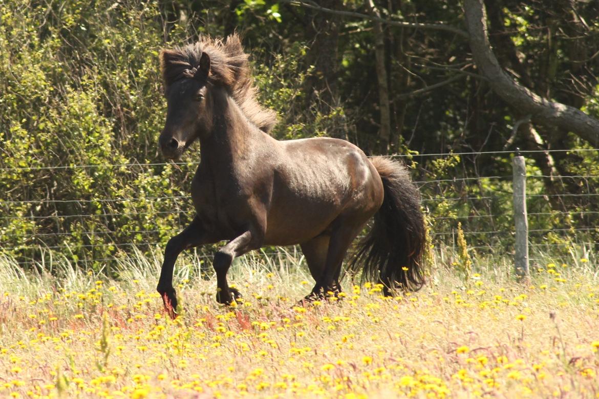 Islænder Eflir fra Vang billede 16