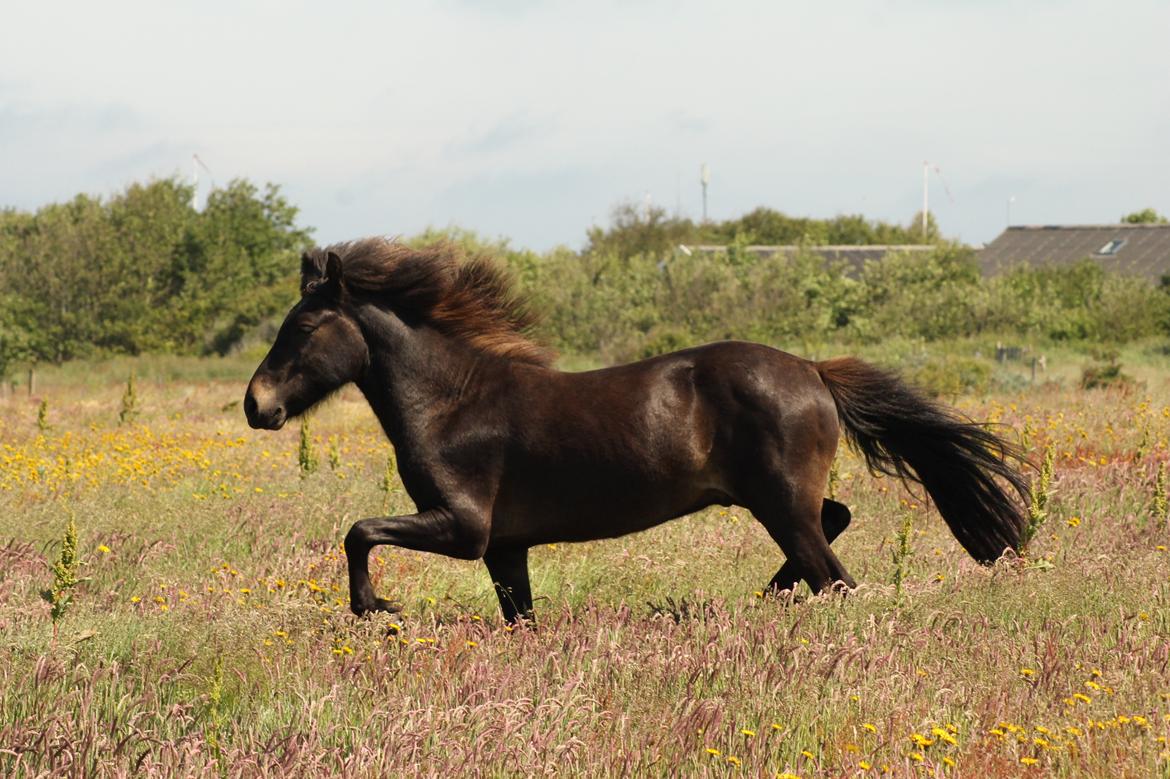 Islænder Eflir fra Vang billede 11