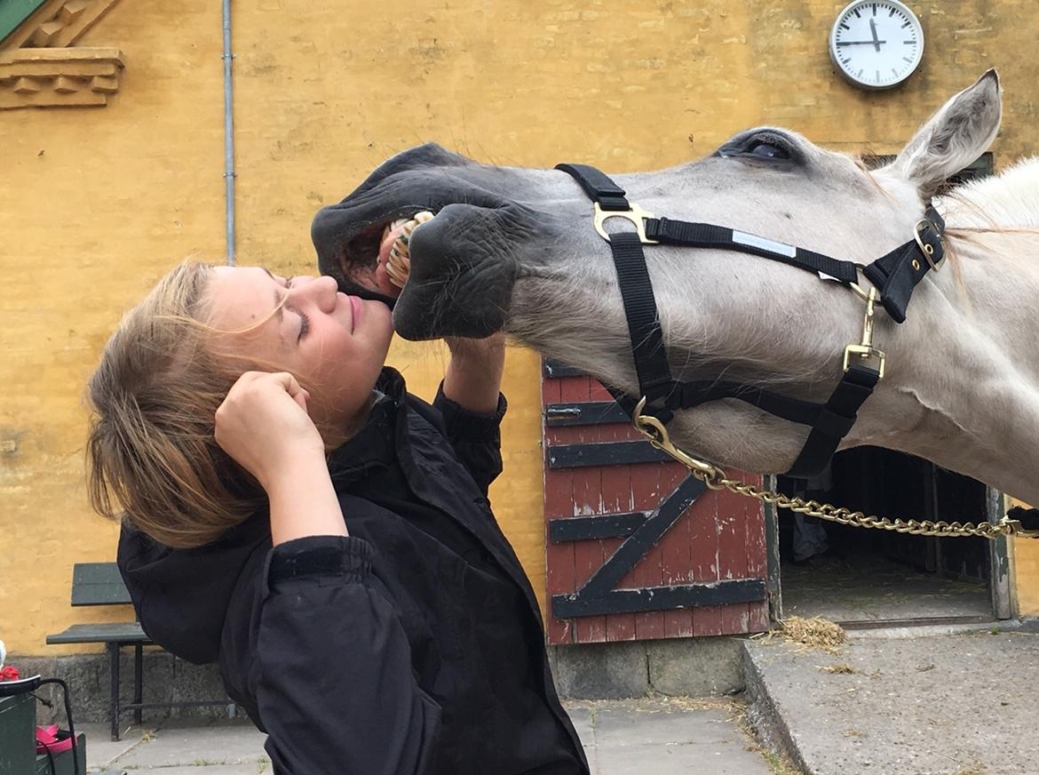Fjordhest Hesselbergs Helios  billede 7
