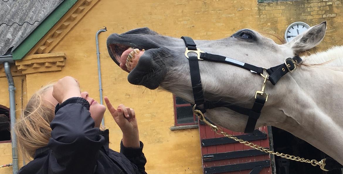 Fjordhest Hesselbergs Helios  billede 20