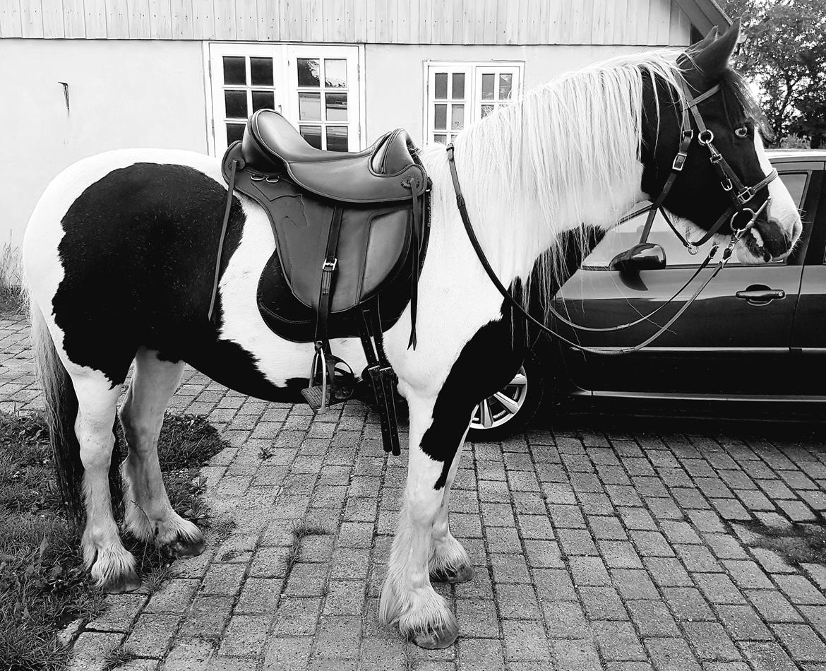 Tinker Skovbakkens Maggi May billede 1