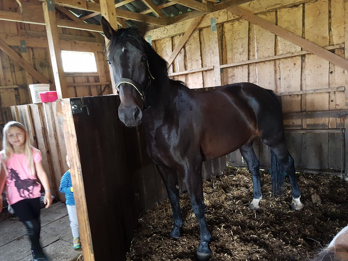 Oldenborg PATINA'S POWER GIRL solgt billede 1