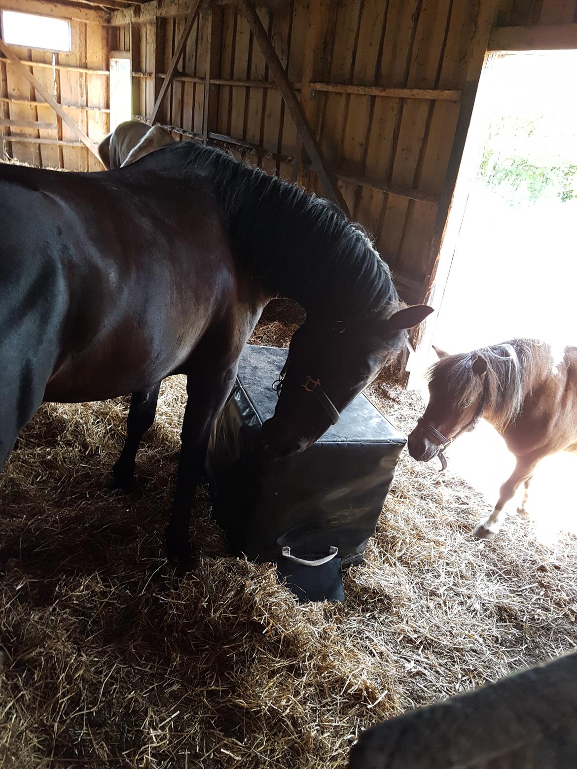 Oldenborg PATINA'S POWER GIRL solgt billede 4