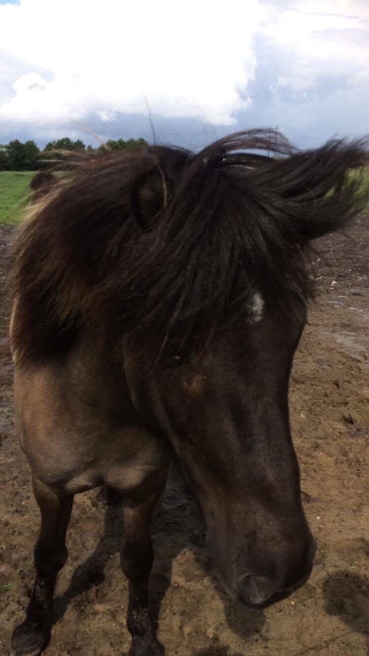 Islænder Þór frá tjörn billede 15