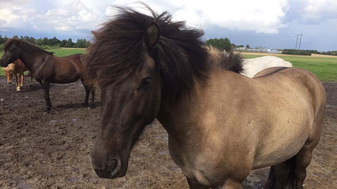 Islænder Þór frá tjörn billede 16