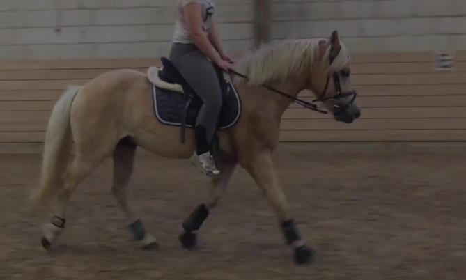 Haflinger Alonzo af åtte bjerge billede 21