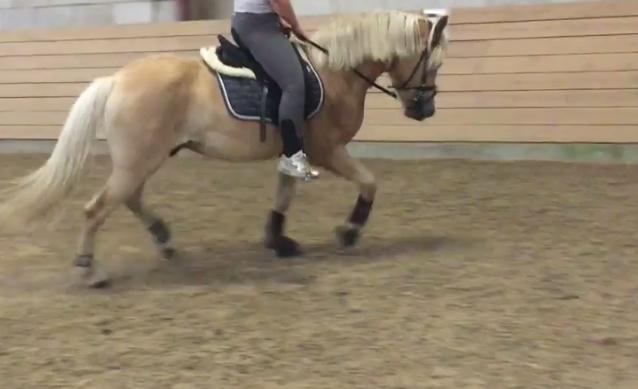 Haflinger Alonzo af åtte bjerge billede 23