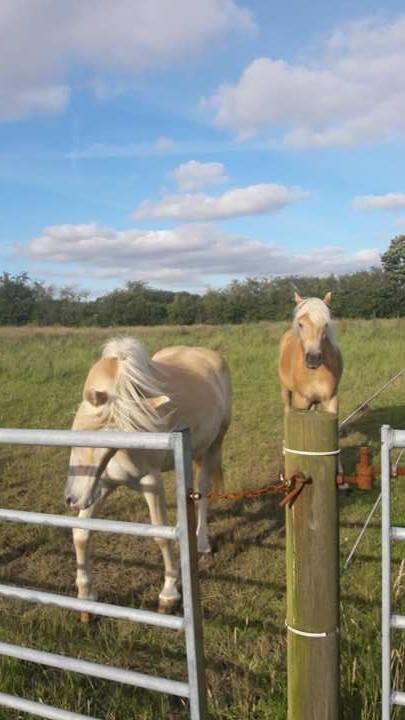 Haflinger Alonzo af åtte bjerge billede 22