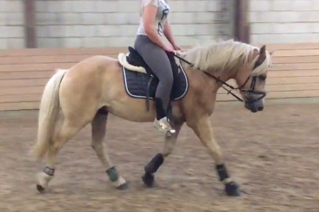 Haflinger Alonzo af åtte bjerge billede 24