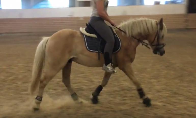 Haflinger Alonzo af åtte bjerge billede 25