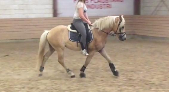 Haflinger Alonzo af åtte bjerge billede 27