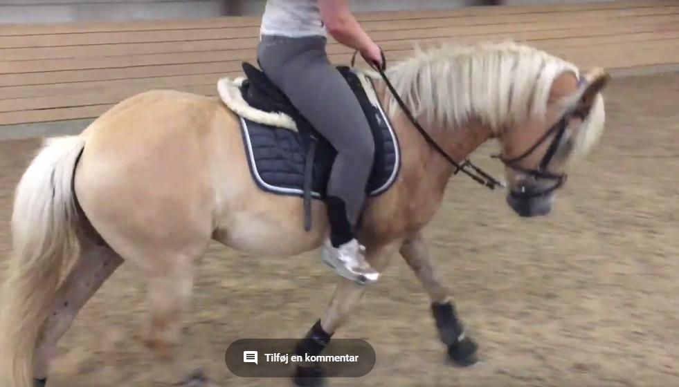 Haflinger Alonzo af åtte bjerge billede 28