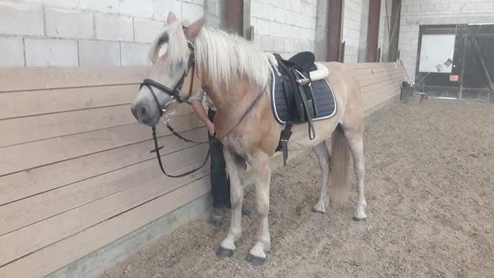 Haflinger Alonzo af åtte bjerge billede 29