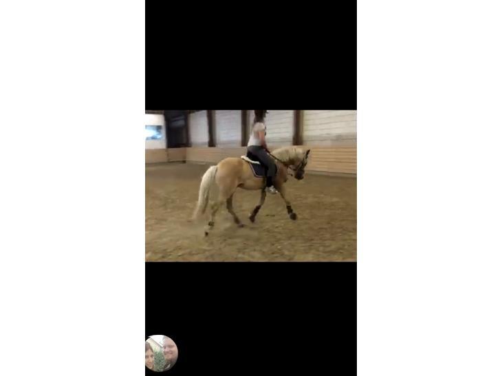 Haflinger Alonzo af åtte bjerge billede 30