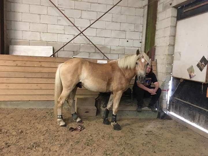 Haflinger Alonzo af åtte bjerge billede 31