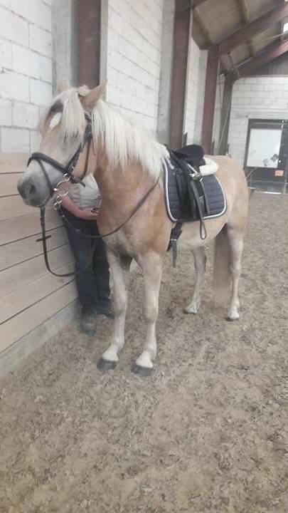Haflinger Alonzo af åtte bjerge billede 32