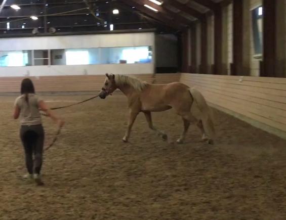 Haflinger Alonzo af åtte bjerge billede 26