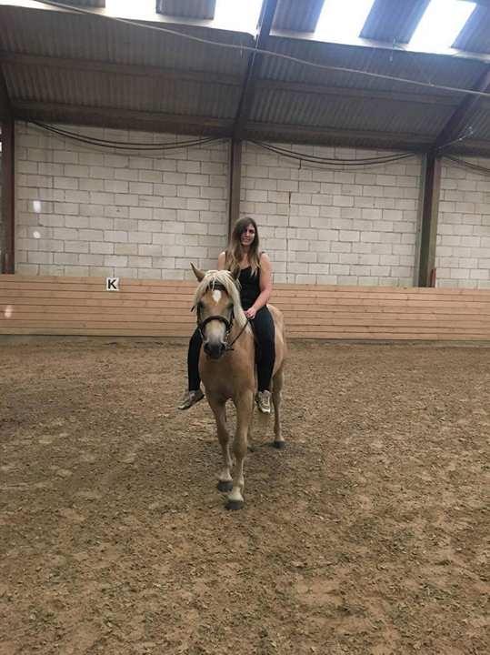 Haflinger Alonzo af åtte bjerge billede 33