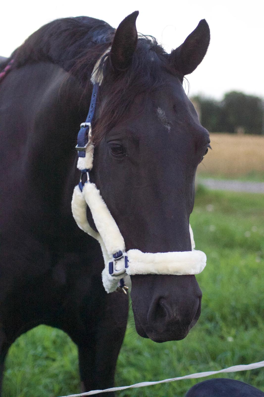 Oldenborg Lille Søgaards Eddi billede 2
