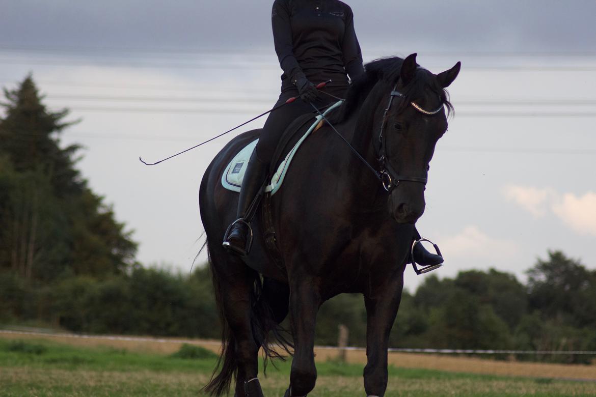 Oldenborg Lille Søgaards Eddi billede 6