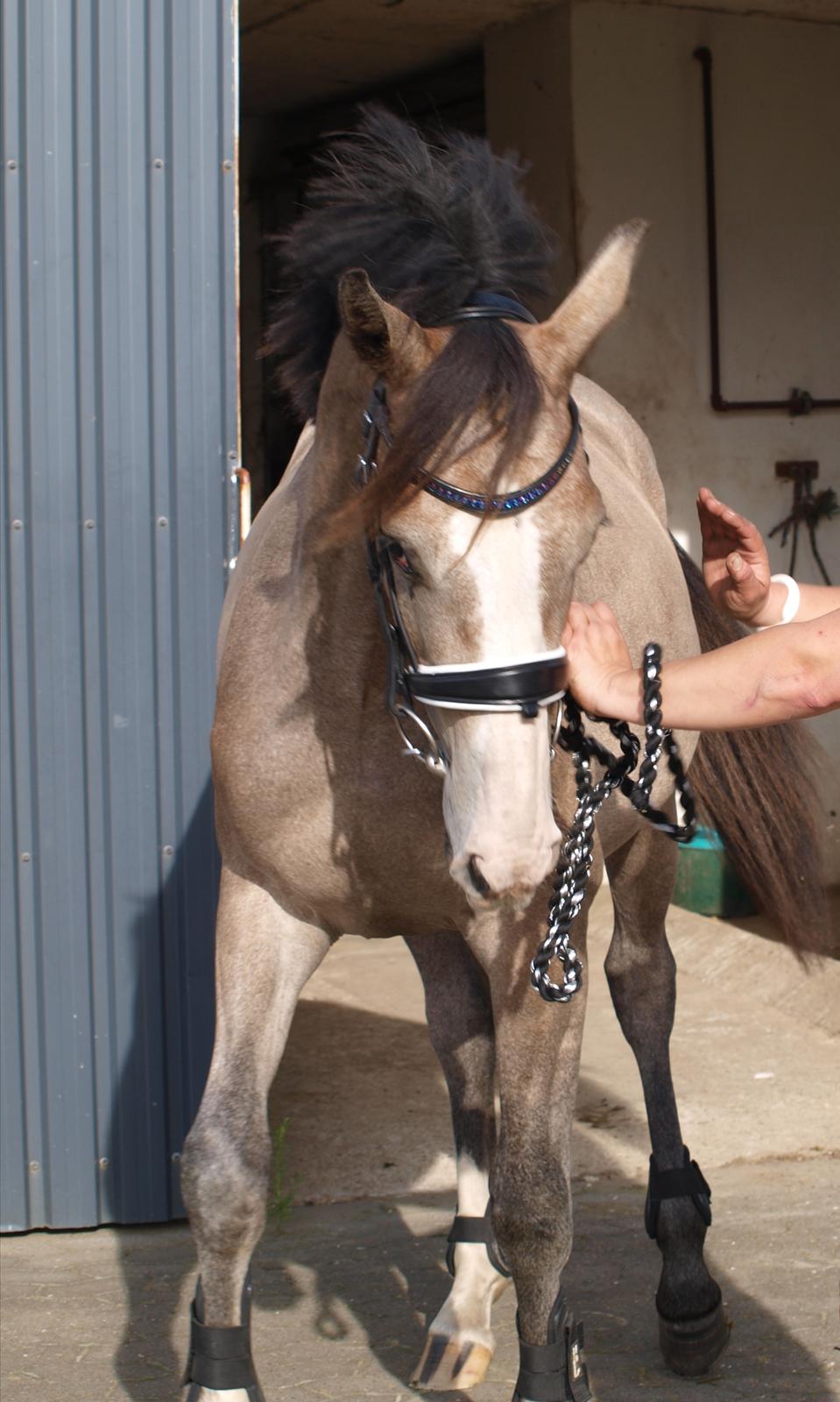 Dansk Varmblod La-Señorita Blanca  billede 7