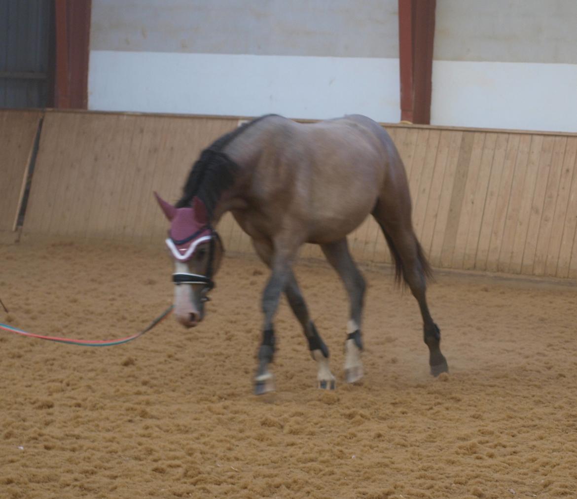 Dansk Varmblod La-Señorita Blanca  billede 9