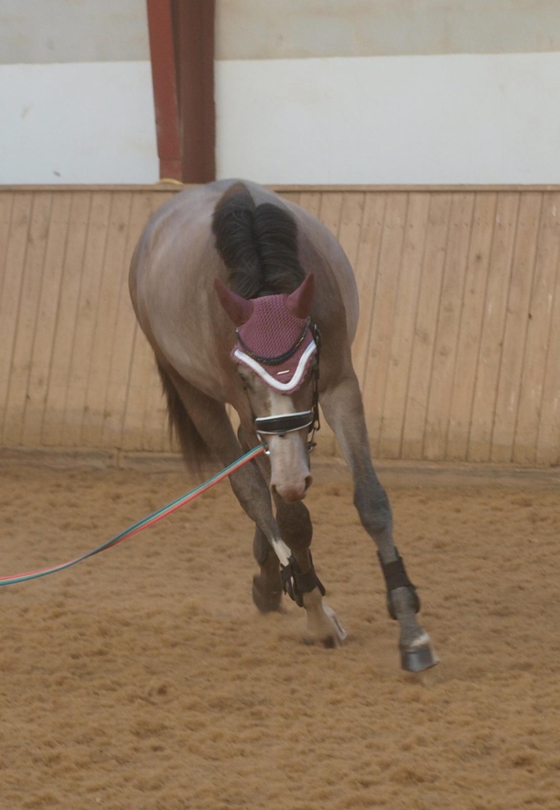 Dansk Varmblod La-Señorita Blanca  billede 8