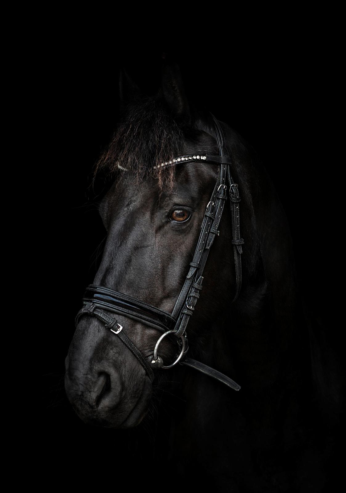 Frieser Taco fra sdr. vollum - Photoshoot.. og som altid er taco mega flot! billede 1
