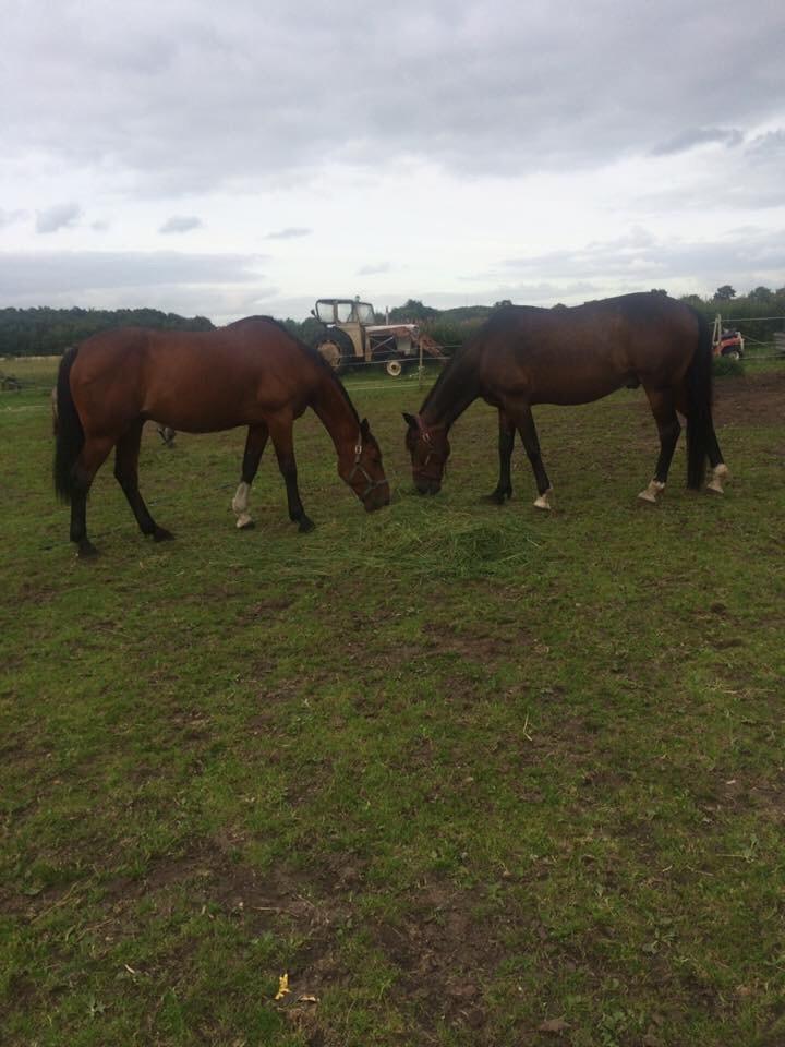 Traver Ja Post~Pub ( Popper ) billede 4