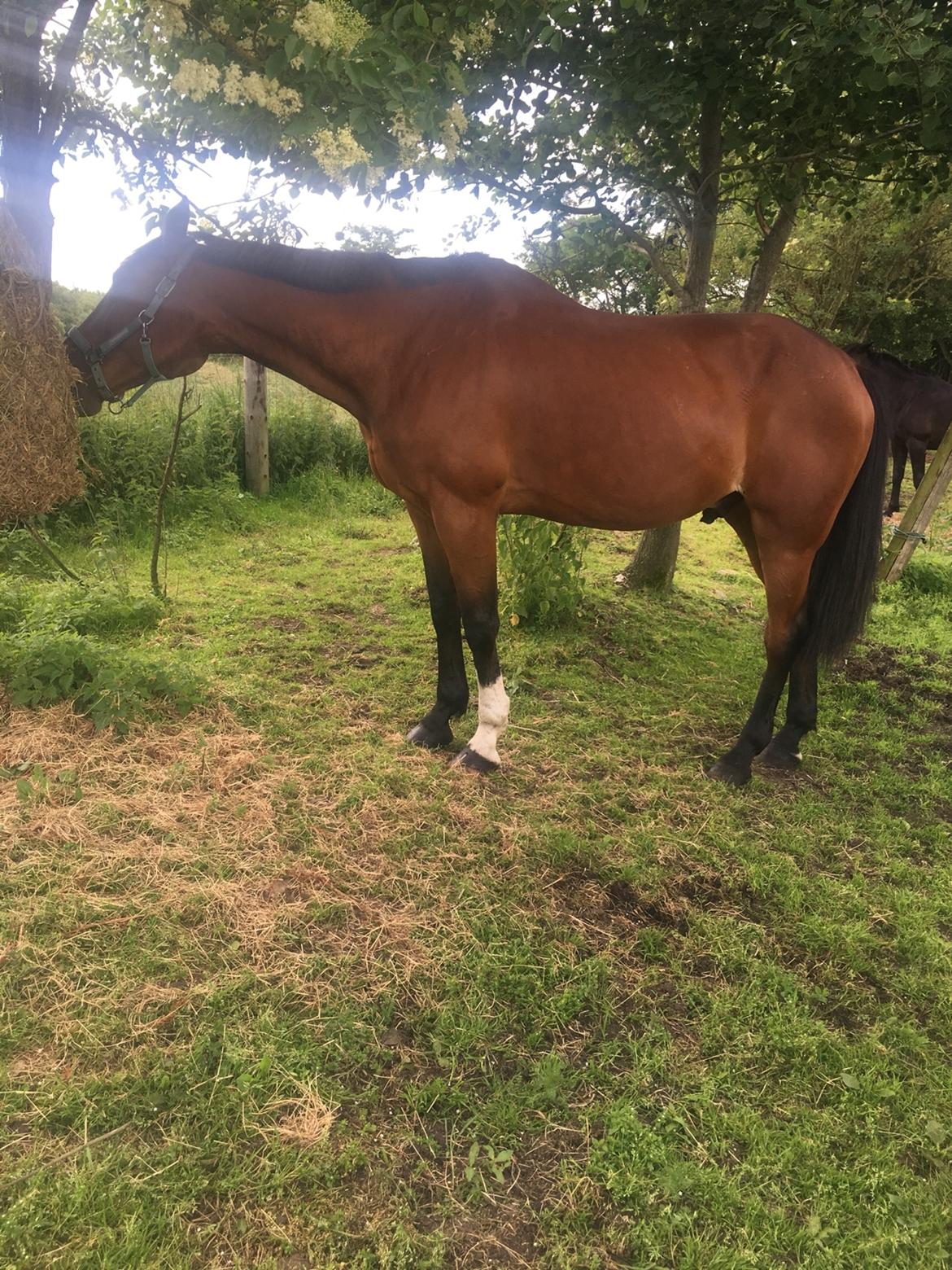 Traver Ja Post~Pub ( Popper ) billede 5