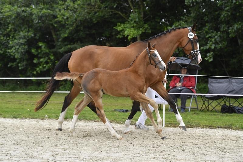 Dansk Varmblod Mayflower billede 2