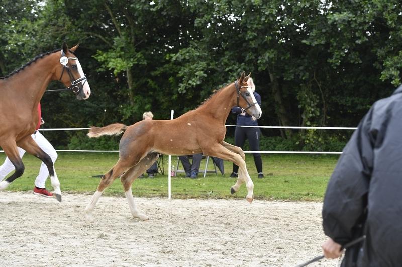 Dansk Varmblod Mayflower billede 1