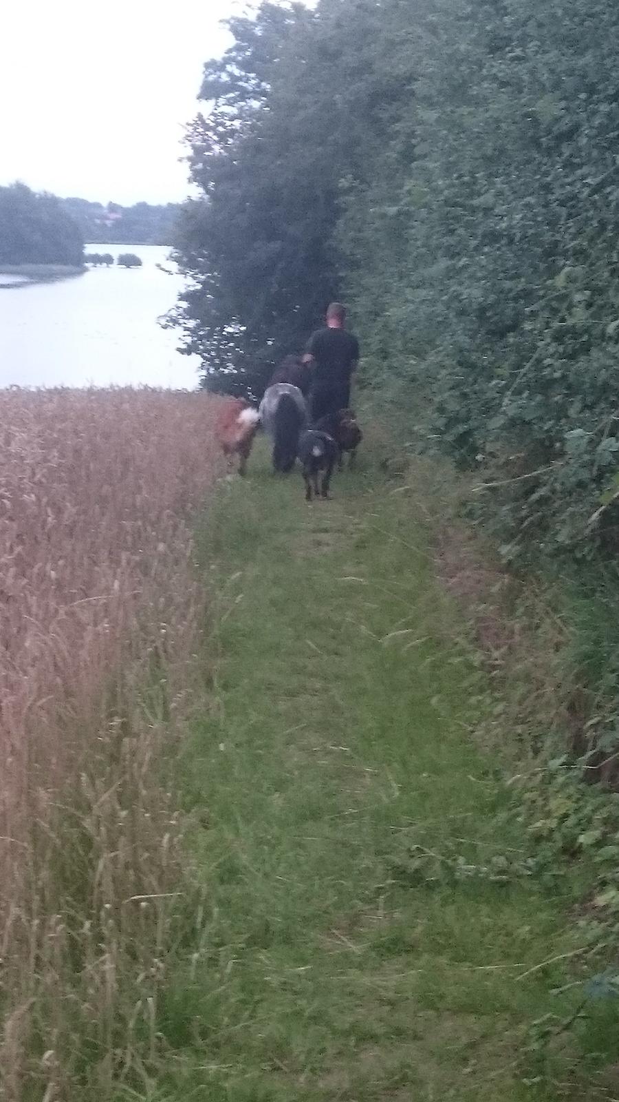 Anden særlig race Joakim  billede 14