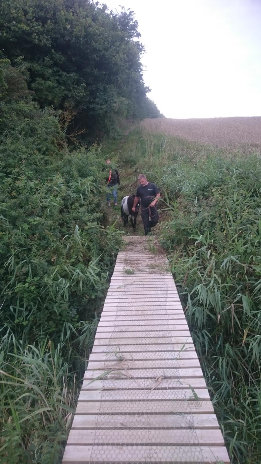 Anden særlig race Joakim  billede 13