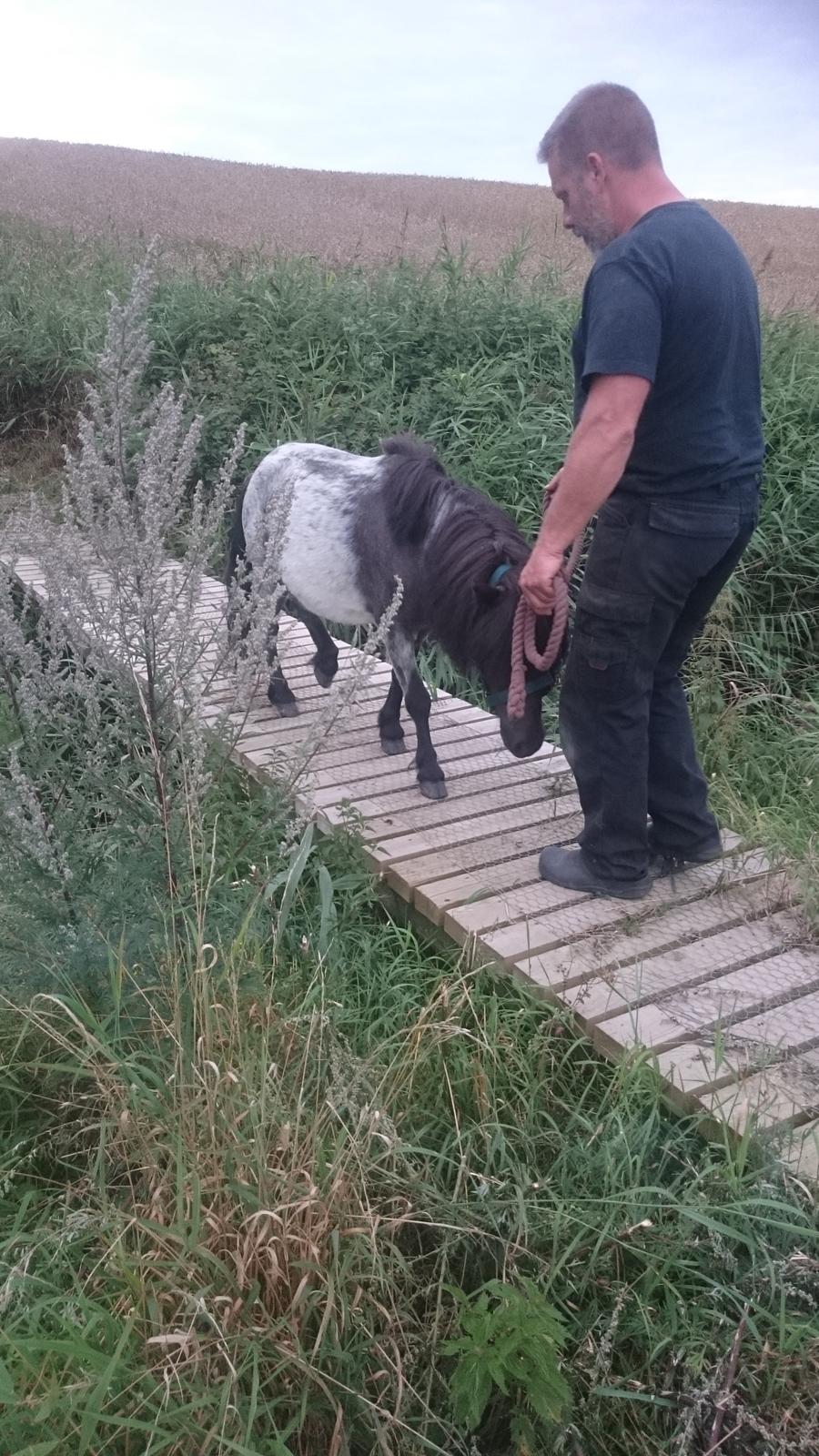 Anden særlig race Joakim  billede 12