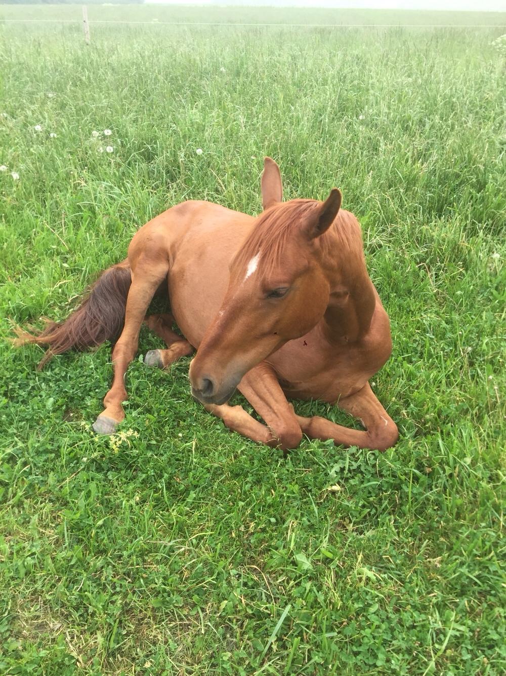 Palomino Holms Mr. Duddits billede 2