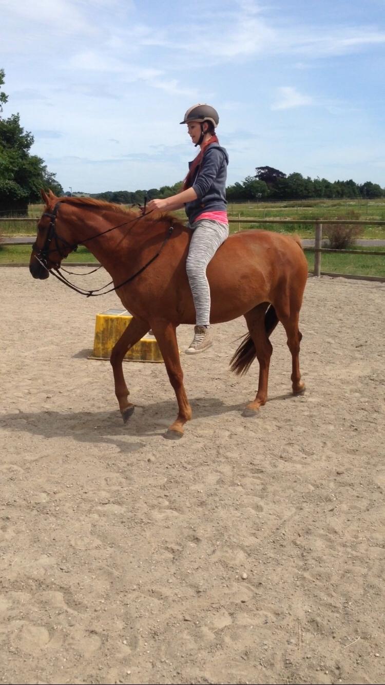 Palomino Holms Mr. Duddits billede 4