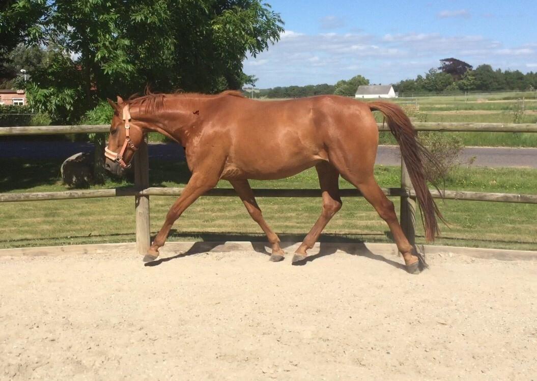 Palomino Holms Mr. Duddits billede 5