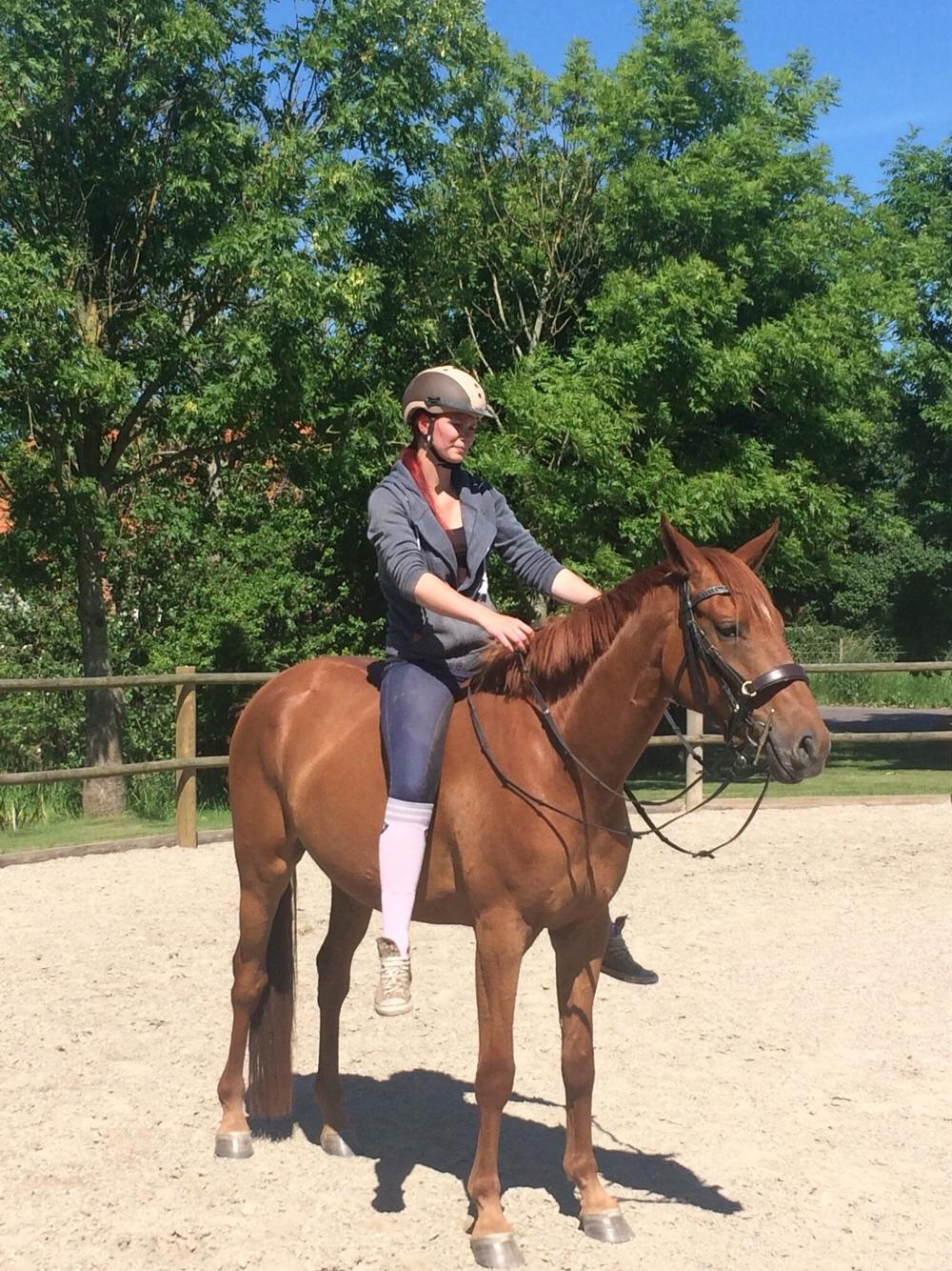 Palomino Holms Mr. Duddits billede 6