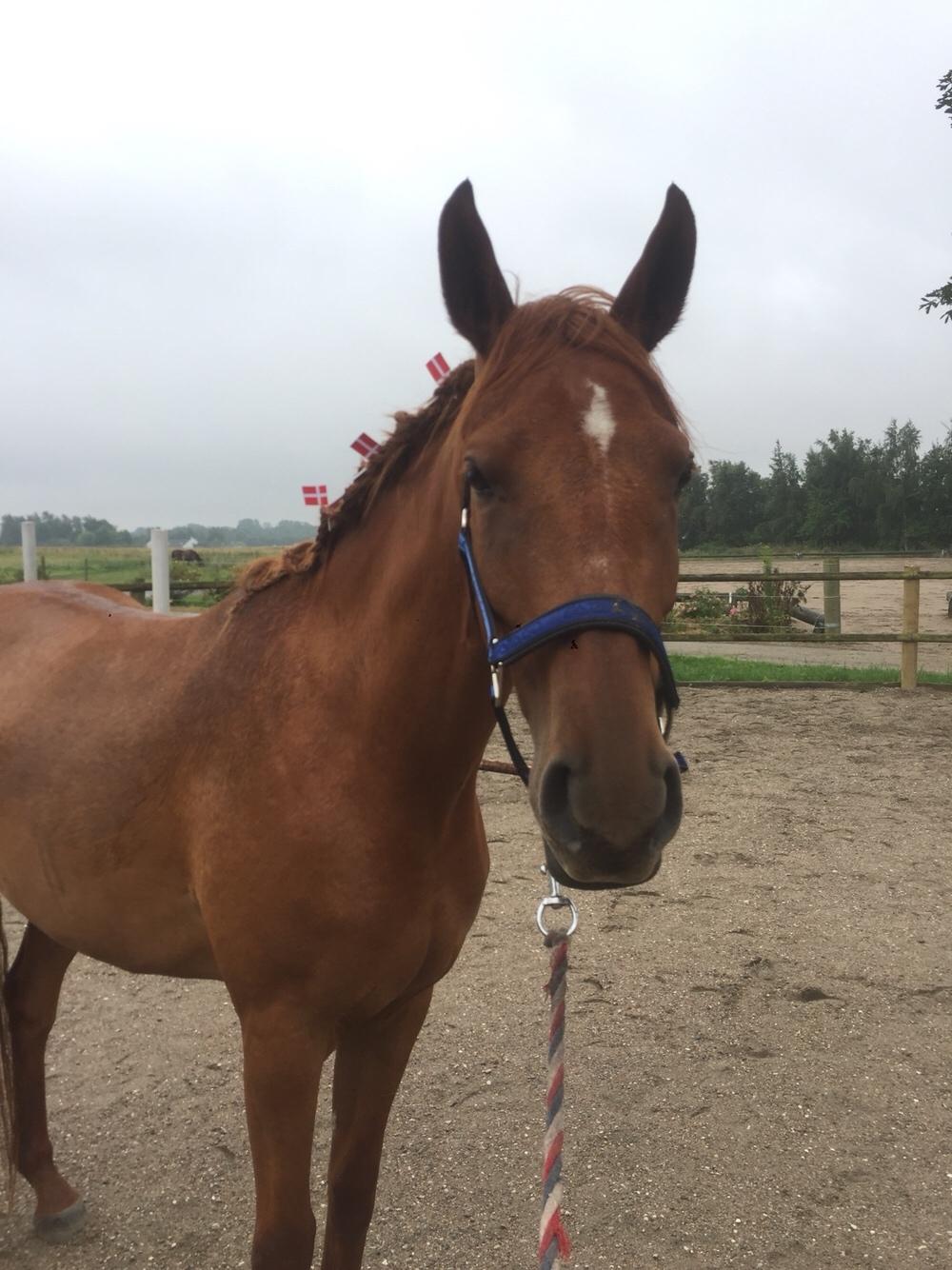 Palomino Holms Mr. Duddits billede 10