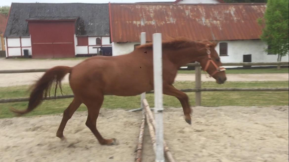 Palomino Holms Mr. Duddits billede 9