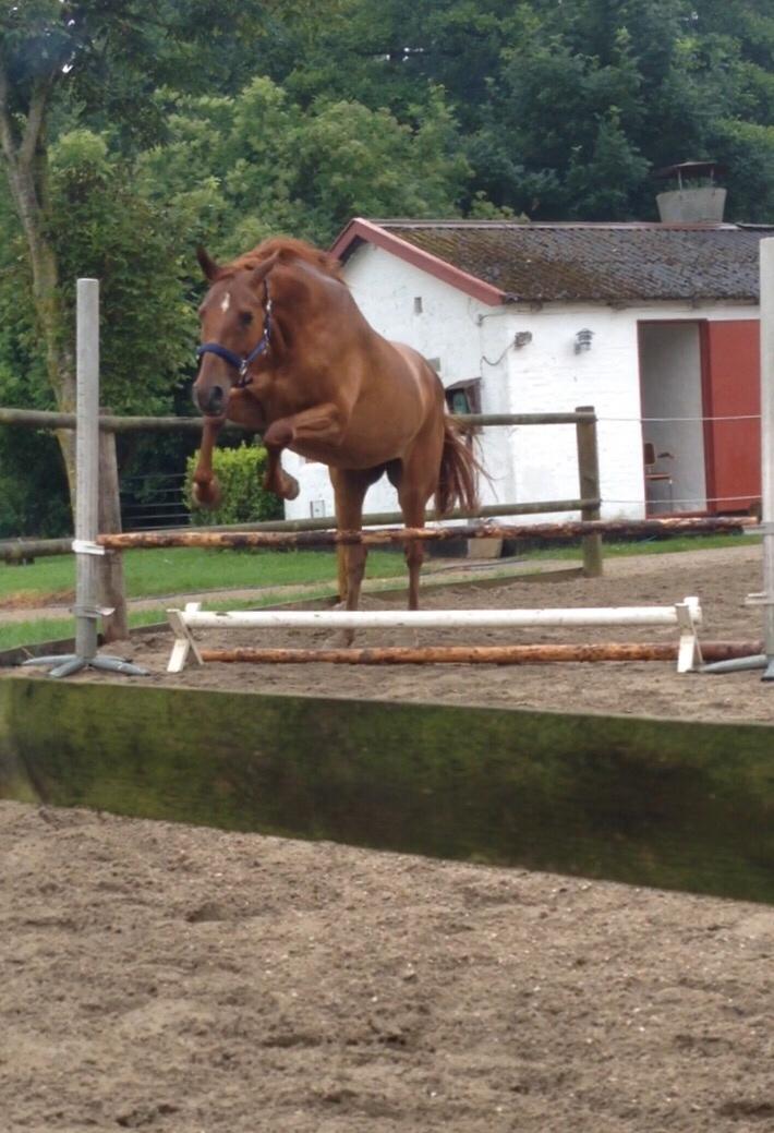 Palomino Holms Mr. Duddits billede 12