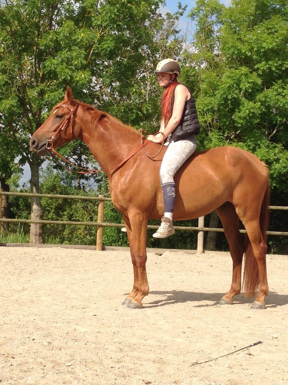 Palomino Holms Mr. Duddits billede 11