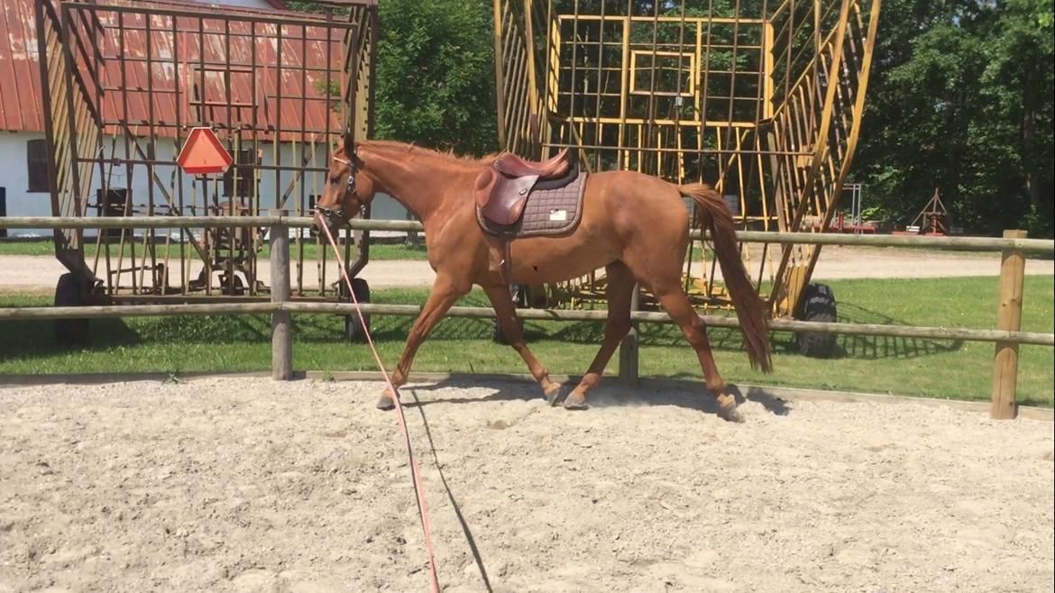 Palomino Holms Mr. Duddits billede 14